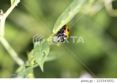 アブラムシを食べるテントウムシ 125543852