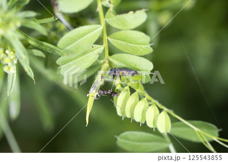 アブラムシを食べるテントウムシの幼虫 125543855