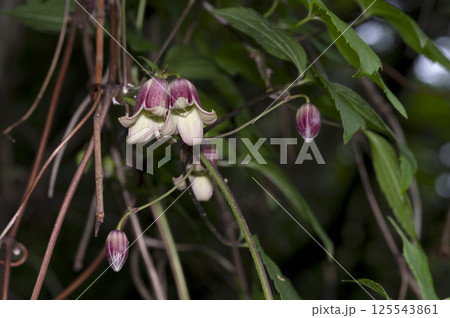 ハンショウヅル 125543861