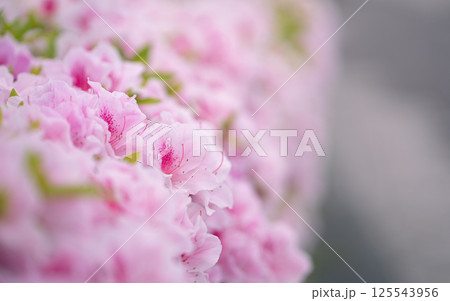 春に咲くつつじの花 125543956