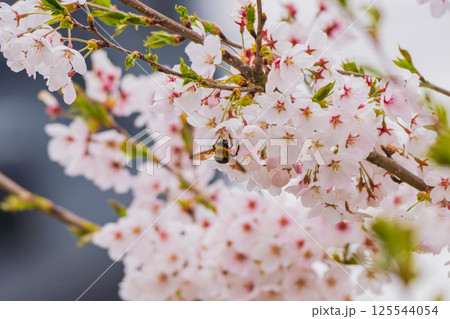 蜜を吸いに桜に飛来するハナバチ 125544054
