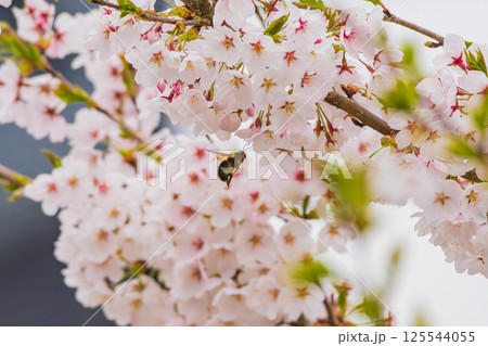 蜜を吸いに桜に飛来するハナバチ 125544055
