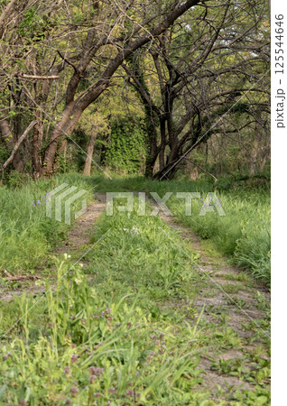 春の新緑の中の小道のある風景 春の新緑の中の小道のある風景 125544646