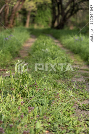 春の新緑の中の小道のある風景 春の新緑の中の小道のある風景 125544647