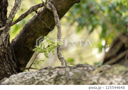 桑の木に咲く桑の花 125544648