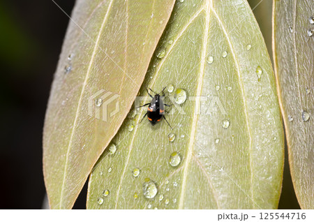 ヤマトデオキノコムシ 125544716