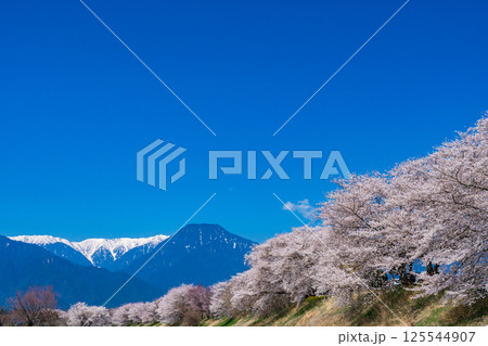 長野県安曇野市 満開の桜と北アルプス 長野県安曇野市 満開の桜と北アルプス 125544907