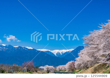 長野県安曇野市　満開の桜と北アルプス 125544909