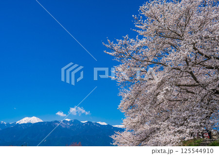 長野県安曇野市 満開の桜と北アルプス 長野県安曇野市 満開の桜と北アルプス 125544910