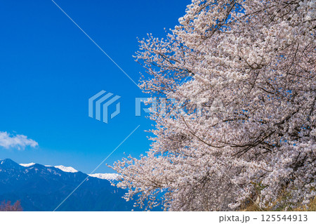 長野県安曇野市　満開の桜と北アルプス 125544913
