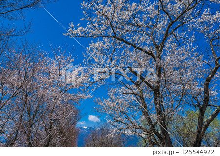 長野県安曇野市 満開の桜と北アルプス 長野県安曇野市 満開の桜と北アルプス 125544922