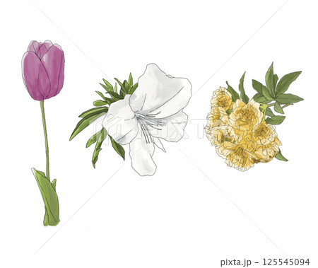 春の花(チューリップ,ツツジ,モッコウバラ) 春の花(チューリップ,ツツジ,モッコウバラ) 125545094