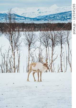 Reindeer in a Snowy Birch Forest. Tromso, Norway Reindeer in a Snowy Birch Forest. Tromso, Norway 125545293