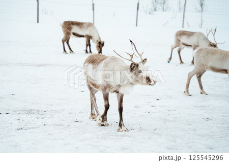Reindeer Herd in Snowy Landscape at Tromso, Norway. Reindeer Herd in Snowy Landscape at Tromso, Norway. 125545296