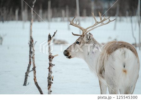 Reindeer in a Snowy Birch Forest. Tromso, Norway 125545300