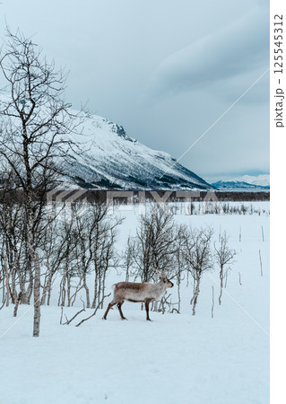 Reindeer in a Snowy Birch Forest. Tromso, Norway Reindeer in a Snowy Birch Forest. Tromso, Norway 125545312