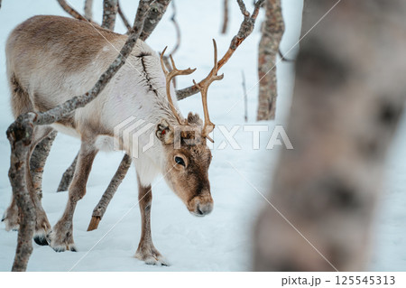 Reindeer in a Snowy Birch Forest. Tromso, Norway 125545313