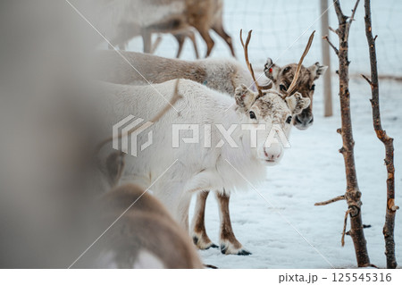 Reindeer Herd in Snowy Landscape at Tromso, Norway. Reindeer Herd in Snowy Landscape at Tromso, Norway. 125545316