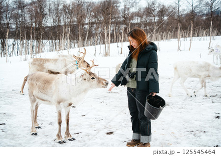 Feeding Reindeer in a Winter Landscape Feeding Reindeer in a Winter Landscape 125545464
