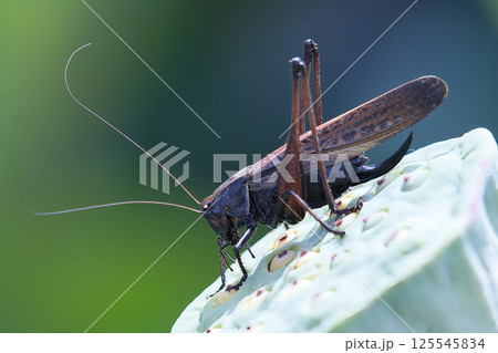 蓮の実にとまるバッタ 125545834