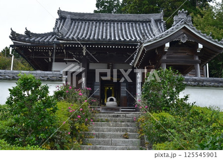 善峯寺　奥の院の秋明菊 125545901