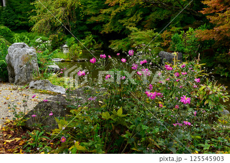 善峯寺　奥の院の庭園に秋明菊が咲く 125545903