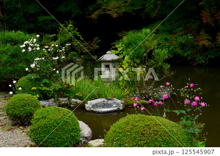善峯寺　奥の院の庭園に秋明菊が咲く 125545907