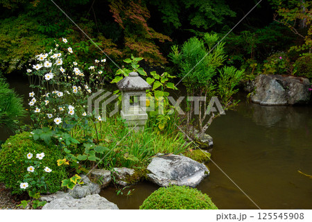 善峯寺　奥の院の庭園に秋明菊が咲く 125545908
