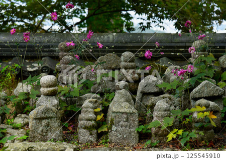 善峯寺　奥の院の石仏と秋明菊 125545910