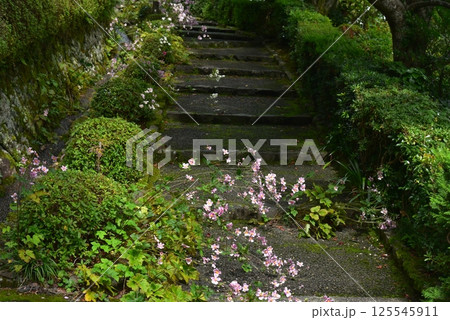 善峯寺の秋明菊 125545911