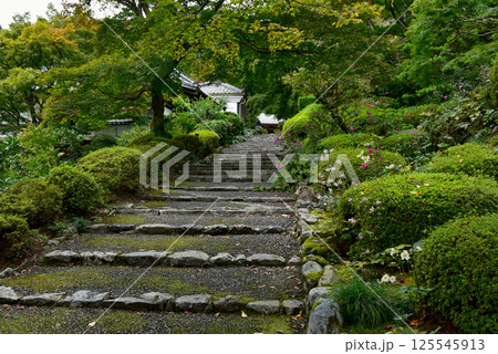 善峯寺の秋明菊 125545913