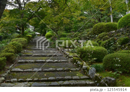 善峯寺の秋明菊 125545914
