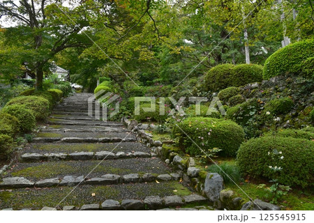 善峯寺の秋明菊 善峯寺の秋明菊 125545915