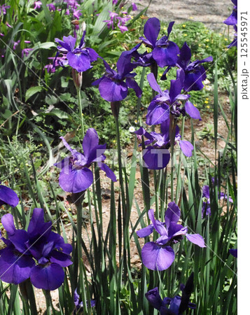 木漏れ日の中の満開のアヤメ（水通町公園の紫色の菖蒲の花々） 125545971