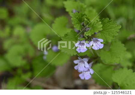 野に咲くカキドオシの花 野に咲くカキドオシの花 125546121
