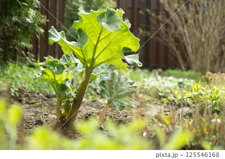 Close up of fresh rhubarb plants in garden soil. Large green leaves and thick stems healthy plant. Organic trendy vegetables. Harvesting in home garden. Close up of fresh rhubarb plants in garden soil. Large green leaves and thick stems healthy plant. Organic trendy vegetables. Harvesting in home garden. 125546168