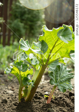 Close up of fresh rhubarb plants in garden soil. Large green leaves and thick stems healthy plant. Organic trendy kitchen garden. Harvesting in home garden. Kitchen garden. Close up of fresh rhubarb plants in garden soil. Large green leaves and thick stems healthy plant. Organic trendy kitchen garden. Harvesting in home garden. Kitchen garden. 125546172