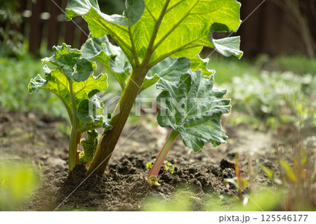 Close up of fresh rhubarb plants in garden soil. Large green leaves and thick stems healthy plant. Organic trendy vegetables. Harvesting in home garden. 125546177