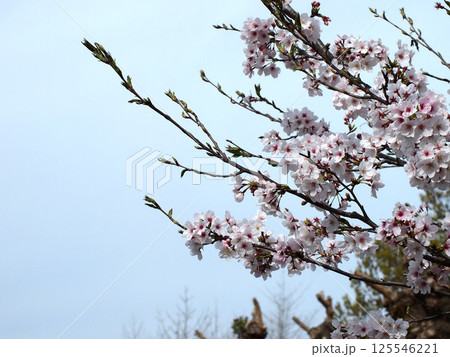 青空と柔らかい日差しを浴びた桜(春の神田公園) 青空と柔らかい日差しを浴びた桜(春の神田公園) 125546221