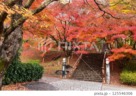 伊豆市　修善寺虹の郷の匠の村入口と紅葉 125546306