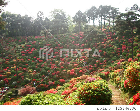 塩船観音のつつじ園（平和観音建立前：東京都青梅市） 125546336