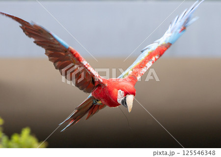 飛翔するベニコンゴウインコ 飛翔するベニコンゴウインコ 125546348