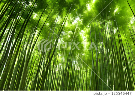 竹林の小路 125546447