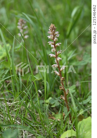 草地に咲くヤセウツボの花 125546462