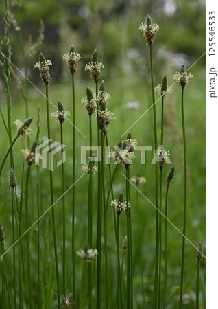 草地に咲くヘラオオバコの花 草地に咲くヘラオオバコの花 125546533