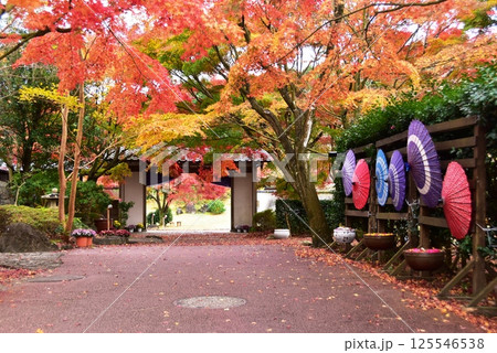 伊豆市　修善寺虹の郷日本庭園の菖蒲門と紅葉と和傘 125546538