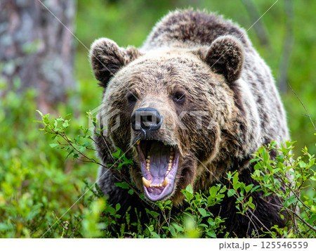 ヒグマ 羆 ヒグマ 羆 125546559