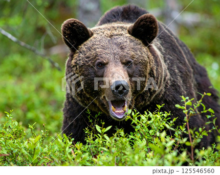 ヒグマ 羆 ヒグマ 羆 125546560