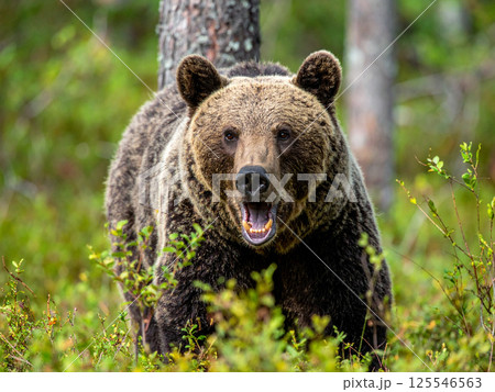 ヒグマ　羆 125546563