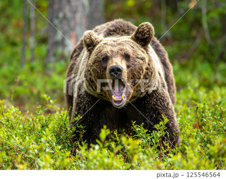 ヒグマ 羆 ヒグマ 羆 125546564